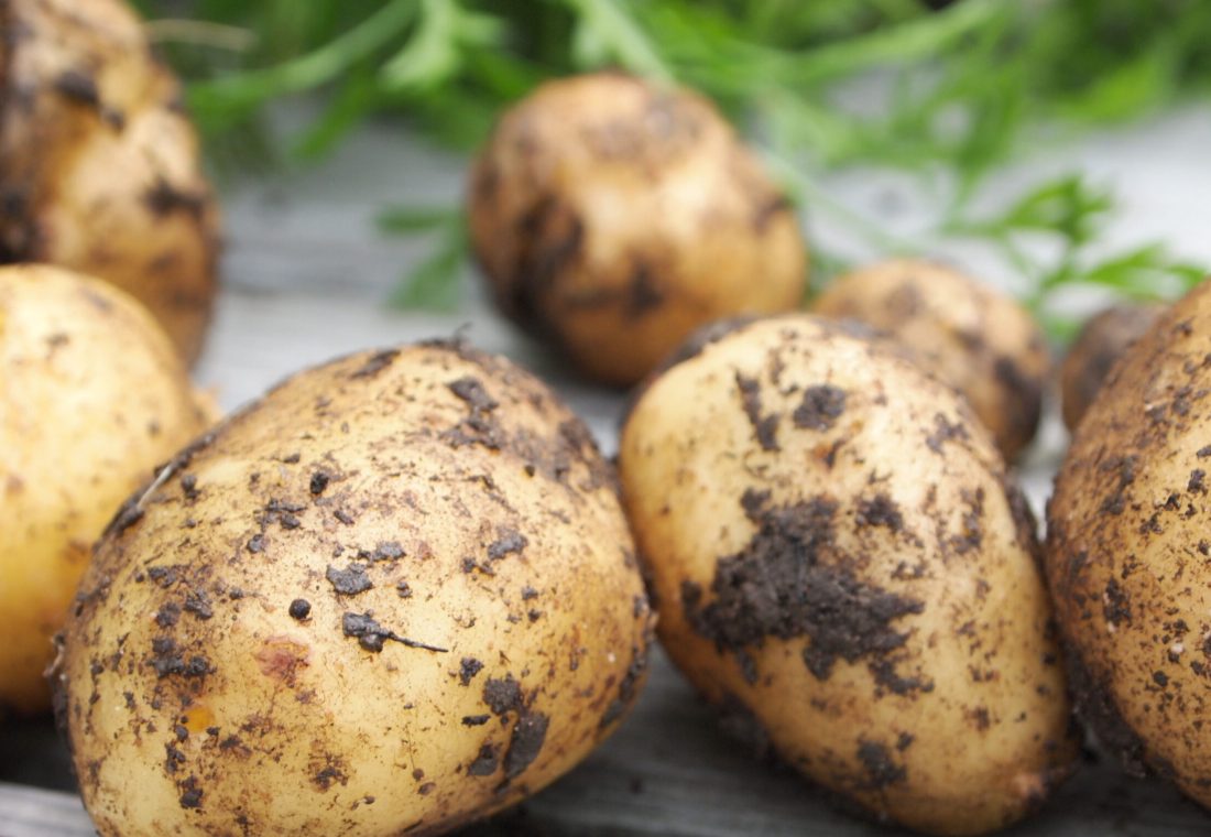 Närbild på nyskördade potatisar liggande på trätrall.
