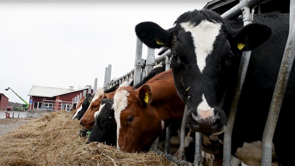 Skärm-avbild från filmen "Djurskyddskontroller" som visar ett antal inspärrade kor som äter hö.
