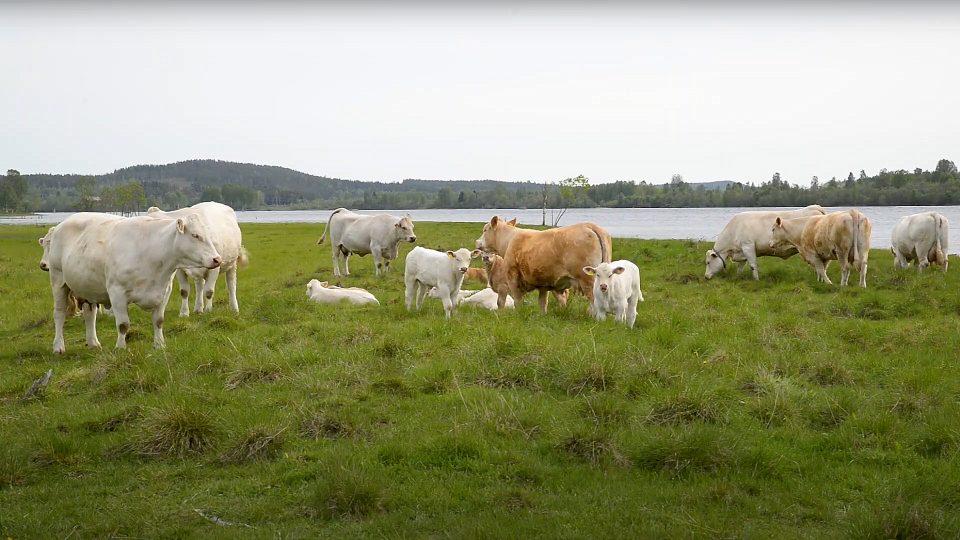 Skärm-avbild från filmen "Naturbetesmarker" där ett antal kor betar i ett grönt sommarlandskap.